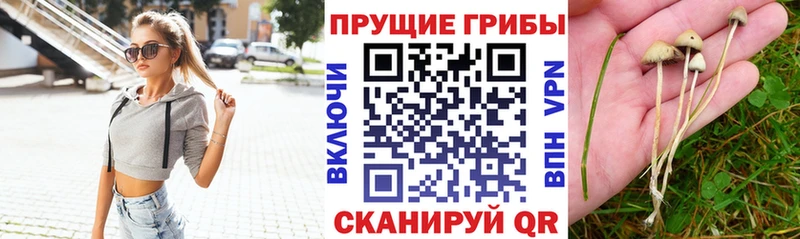 купить наркотики сайты  Новосиль  Псилоцибиновые грибы Magic Shrooms 
